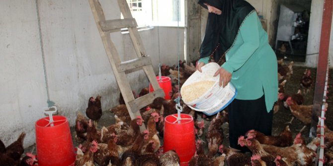 5 tavukla başladı, şimdi 500 tavuğu var