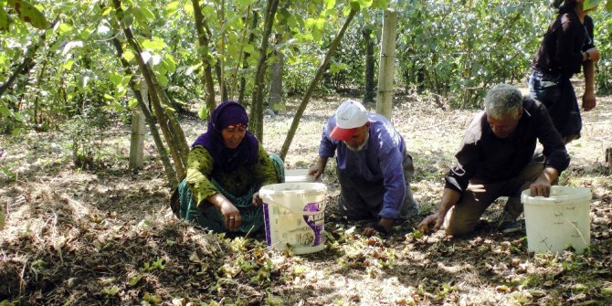 Fındık işçileri, Sakarya’daki kazanın son olmasını istiyor