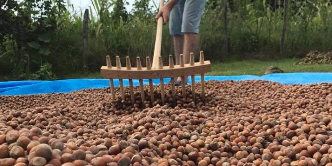 TMO, Ordu’da ilk fındığı 6 Eylül’de alacak