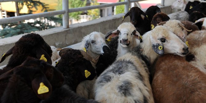 Altındağ Belediyesi Kurban Satış Merkezi’ne yoğun ilgi