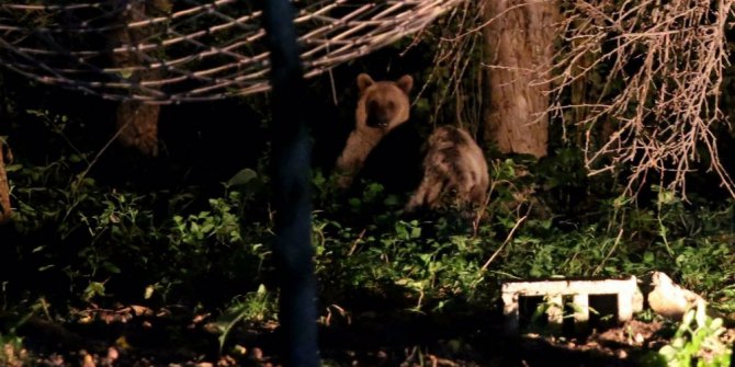 Ayı ikram edilen balı, kutusuyla götürdü