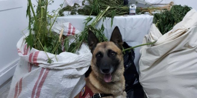 10,5 kilo esrarı ’Atak’ buldu
