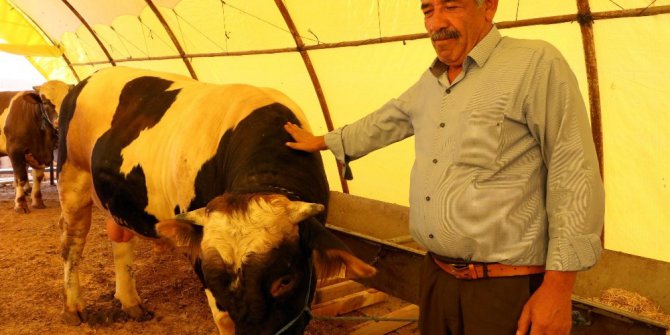 Yozgat’ta araba fiyatına kurbanlık boğa alıcısını bekliyor