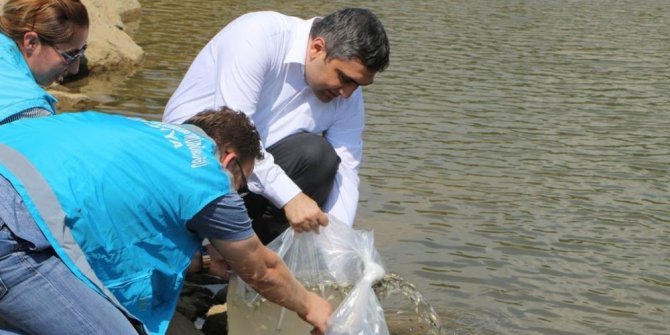 Yakuplar Göleti’ne 2 bin adet sazan balığı yavrusu bırakıldı
