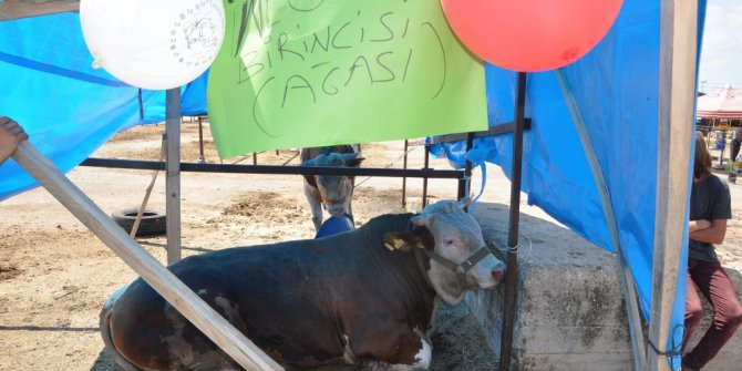 Otomobil fiyatına boğa