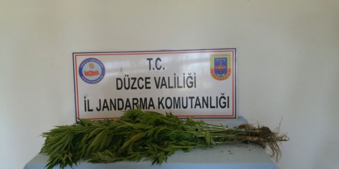 Düzce’de Hint keneviri operasyonu