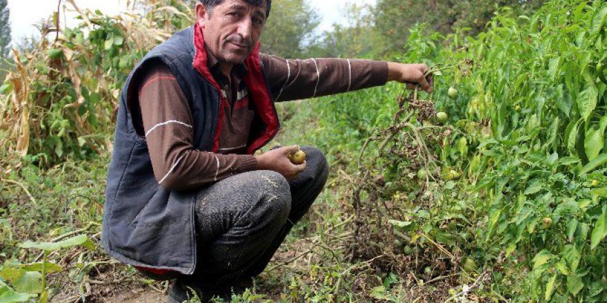 Domatesi Fungal Hastalığı Vurdu