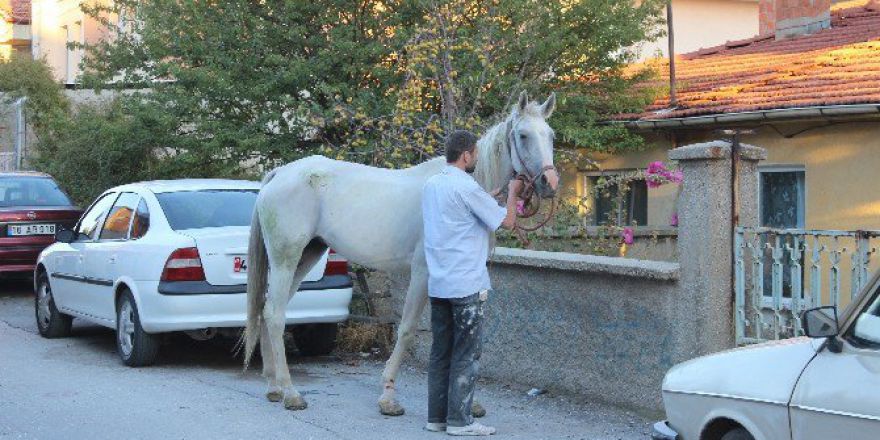 Tavşanlı’da At Operasyonu