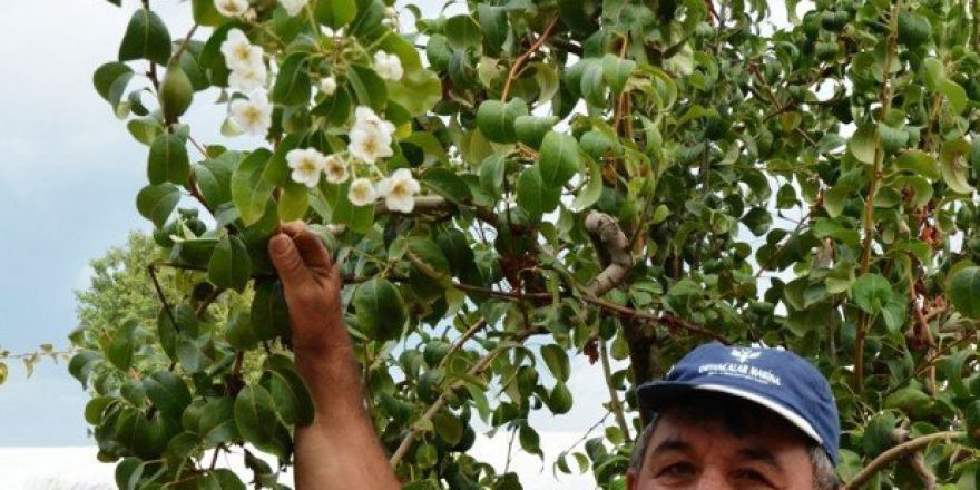 Sıcaklara Aldanan Armut Ağacı İkinci Ürünü Verdi
