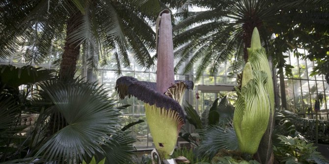 Ceset çiçekleri açmaya hazırlanıyor