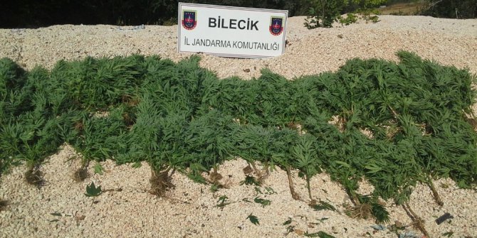 157 kök kenevir bitkisi ele geçirildi