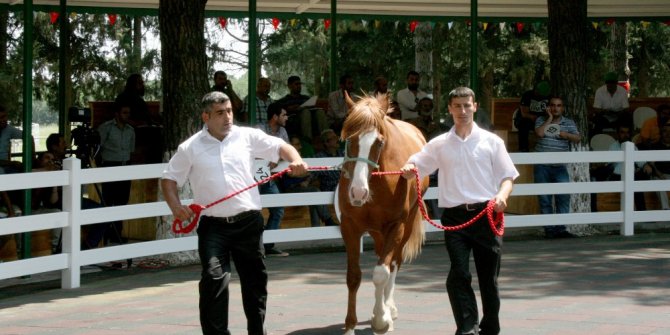 TİGEM 46 tayı görücüye çıkarıyor