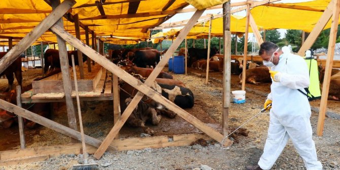 Eyüp’te Kurban Bayramı hazırlıkları devam ediyor