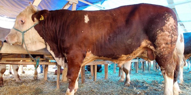 Araba fiyatına kurbanlık