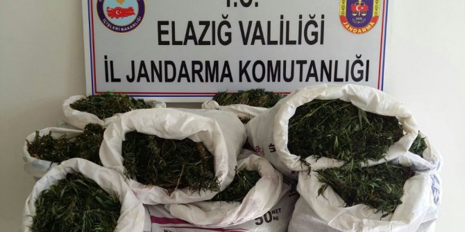 Elazığ’da 3 bin 125 kök Hint keneviri ve 75 kilo esrar ele geçirildi