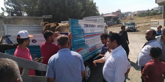 Genç çiftçilere 96 adet büyükbaş hayvan dağıtıldı