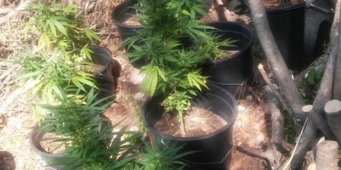 Jandarmadan uyuşturucu operasyonu