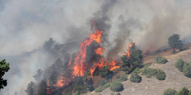 Oltu’da orman yangını