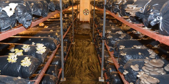 Ordu’da istiridye mantarı yetiştiriciliği yaygınlaşıyor