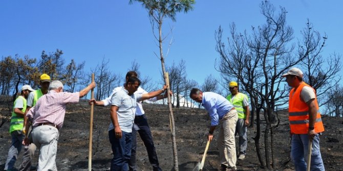 Yangında kararan orman yeniden yeşertiliyor