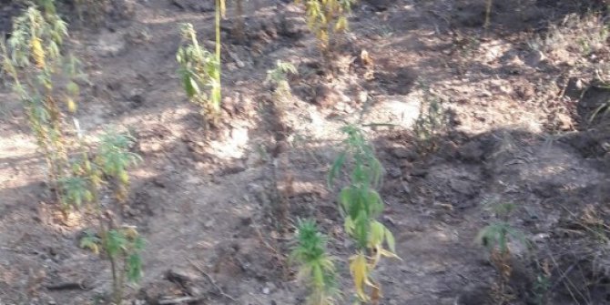 Manisa’da ormanlık alanda zehir tarlası