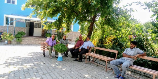 Cami bahçesi botanik bahçesine döndü