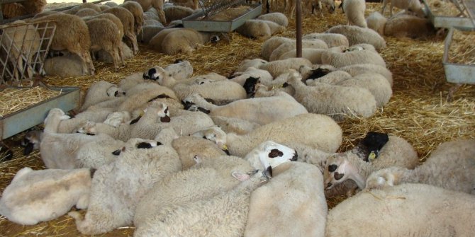 Aydın’da kurbanlıklara ‘stres’ tedbiri