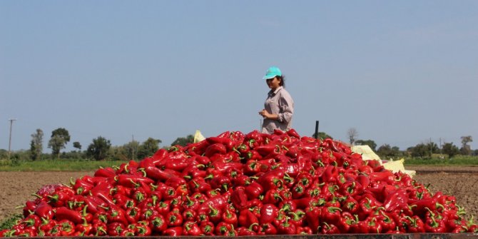 Meşhur Bafra salçalık kırmızıbiberde hasat zamanı