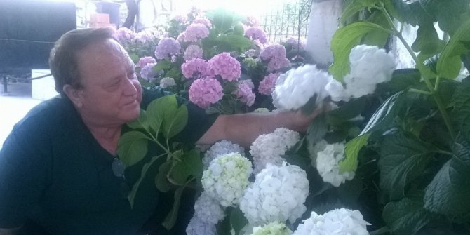 Sanatçının Ortanca çiçeğine yoğun ilgisi