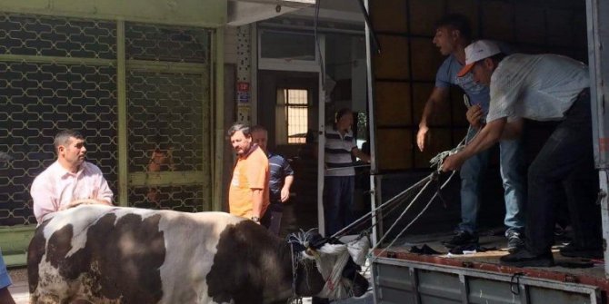İstanbul’da kaçan boğa dehşet saçtı: 3 yaralı