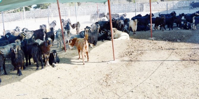 Besni’de kurbanlık satışları başladı