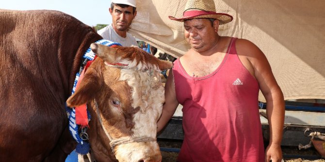 İzmir’in en büyük boğası ‘Akçaovalı’ alıcısını bekliyor