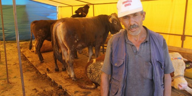 Yemde uygulanan vergi indirimi hayvan fiyatlarını yükseltti