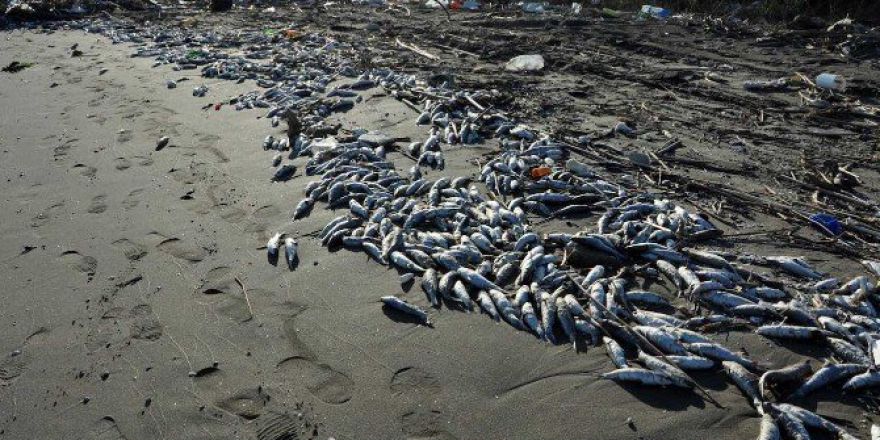 Mersin’deki Balık Ölümleri Tbmm’ne Taşındı