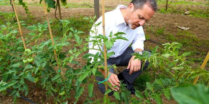 Ordu’da domates gen bankası kuruluyor