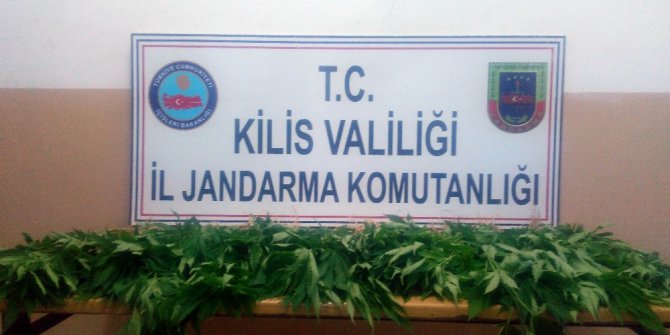 Hint Keneviri bitkisi ele geçirildi