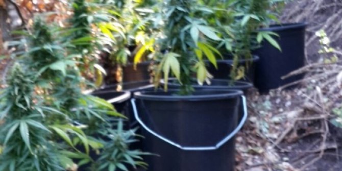 Burhaniye’de uyuşturucu taciri tutuklandı