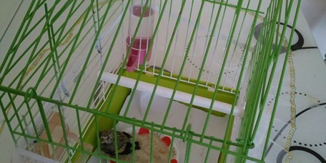 Yaralı kanaryaya sahip çıktı