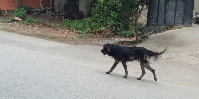 Boyalıcı’yı uyuz köpekler istila etti