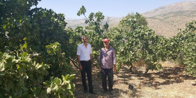 Melengiç ağaçları ürün vermeye başladı