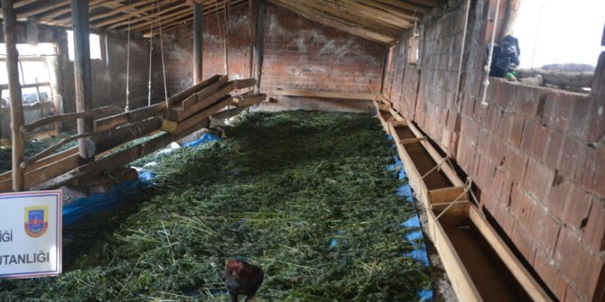 Ahırda 200 kilo esrar ele geçirildi