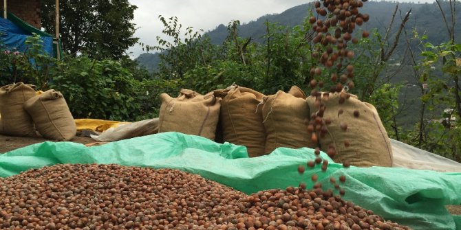 Ordu serbest piyasada fındık 8,5 lira