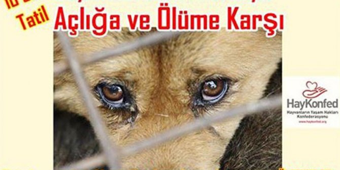 10 günlük tatilde hayvanlar ölmesin