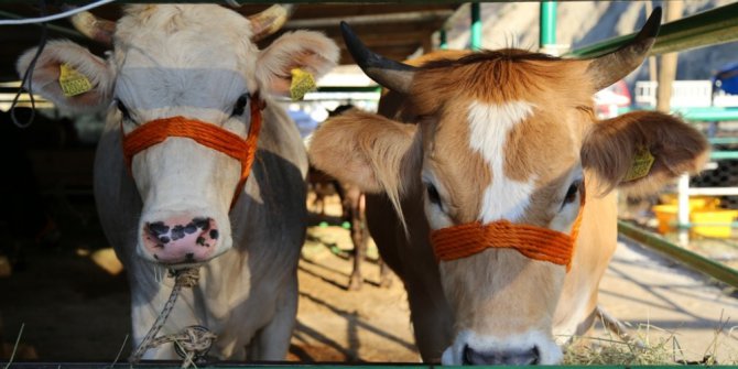 Artvin’de kurbanlıklar pazara indi, fiyatlar alıcıları tedirgin etti