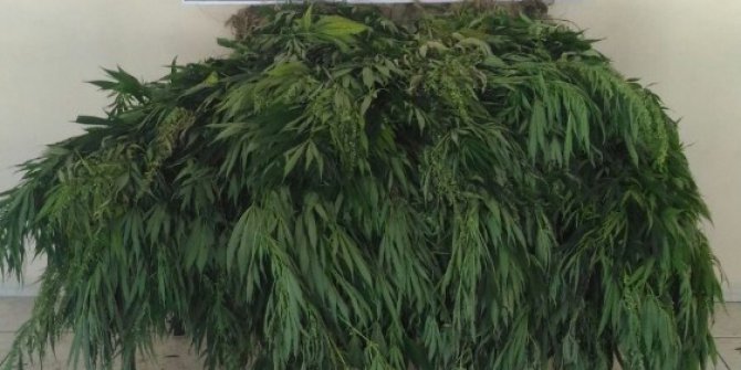 Düzce’de 265 kök Hint keneviri ele geçirildi