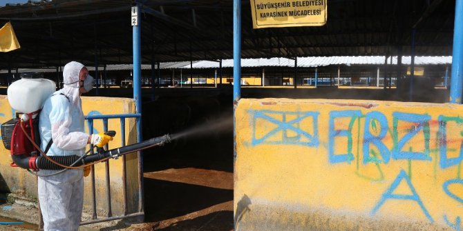 Kurban pazarlarında sinekle mücadele