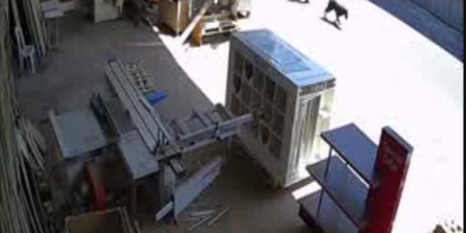 Çocukların köpek hırsızlığı güvenlik kamerasında