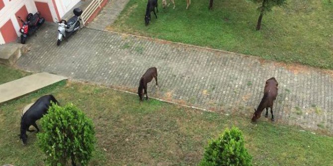 At değil çim biçme makinası