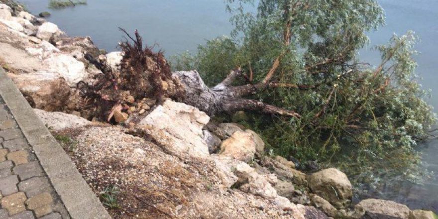 Eğirdir’de Şiddetli Rüzgar Ağaçları Yerinden Söktü