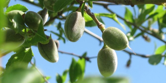 Badem Malatya toprağını çok sevdi